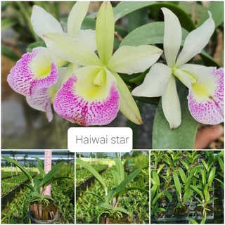 Hoa lan brass hawai star cây giống cao 7-12cm