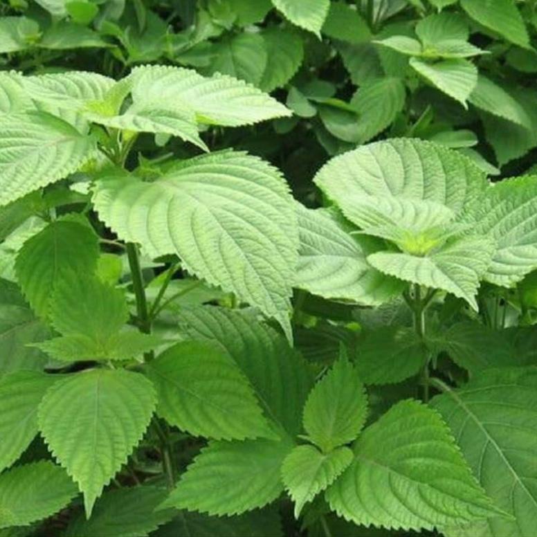 Hạt Giống Rau Kinh Giới - Gói 1G
