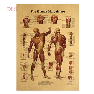 Tranh Treo Tường Thiết Kế Hình Hệ Thống Cơ Bắp Dùng Cho Trang Trí