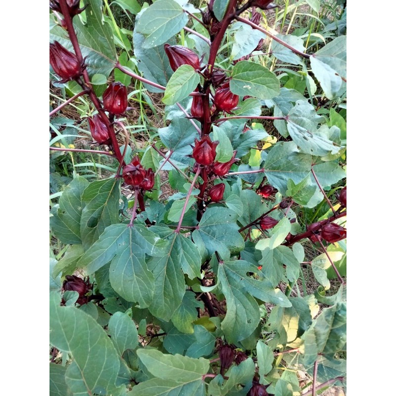 Hoa tươi atiso đỏ ngâm sẵn 🌷🌷