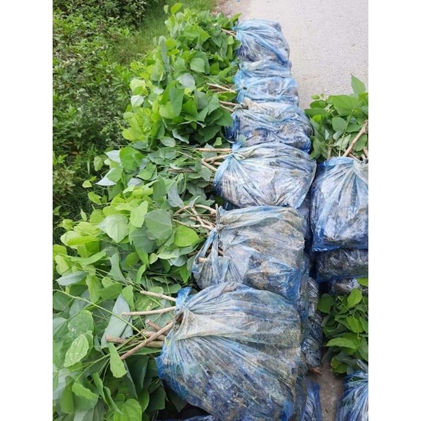 Com bo 20 cây rau Bò khai