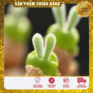 Hạt Giống Cây Tai Thỏ Lucky ( 5 hạt)
