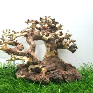 Lũa bonsai dùng cấy rêu (N 17- C10)