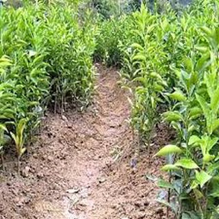 cây quất ngọt