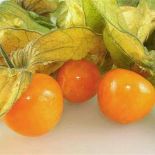 Cây Thù Lù Nam Mỹ - Tầm bóp Nam Mỹ - Golden Berry