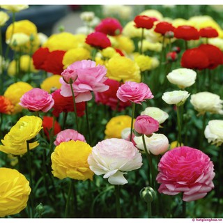 Hạt giống hoa Hồng Ri Ba Tư mix 20 hạt - tặng kèm 3 viên nén kích thích ươm hạt - HG1