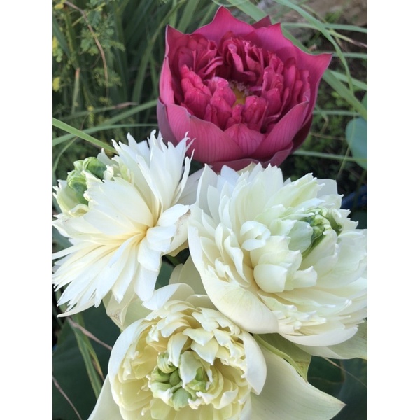 Củ sen Green Cloud