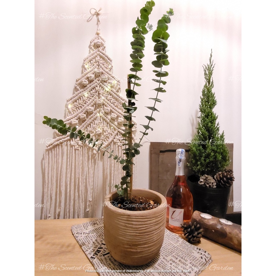 Cây Khuynh Diệp Lá Bạc - Baby Blue Eucalyptus