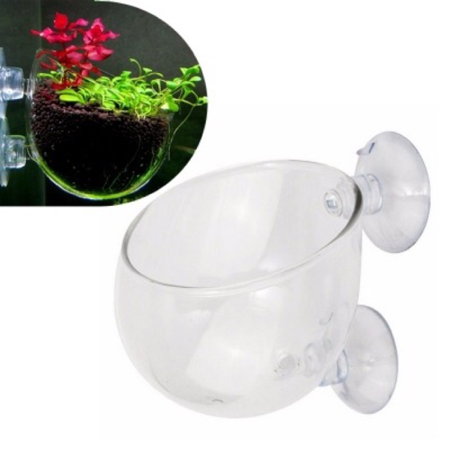 Cốc trồng cây thuỷ sinh