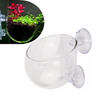 Cốc trồng cây thuỷ sinh