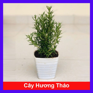 caykiengsadec - Cây hương thảo - rosemary - cây gia vị với hương thơm dịu nhẹ, vừa đuổi muỗi lại giúp thư giãn