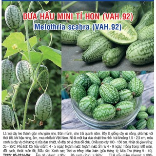 HẠT GIỐNG DƯA HẤU TÍ HON GÓI 20 HẠT