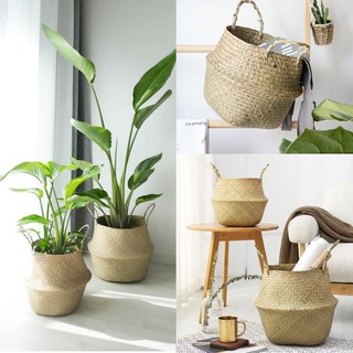 Giỏ chậu cây cỏ bàng Green Joy