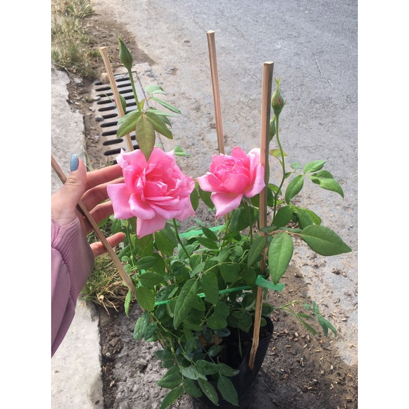 Hồng nữ hoàng