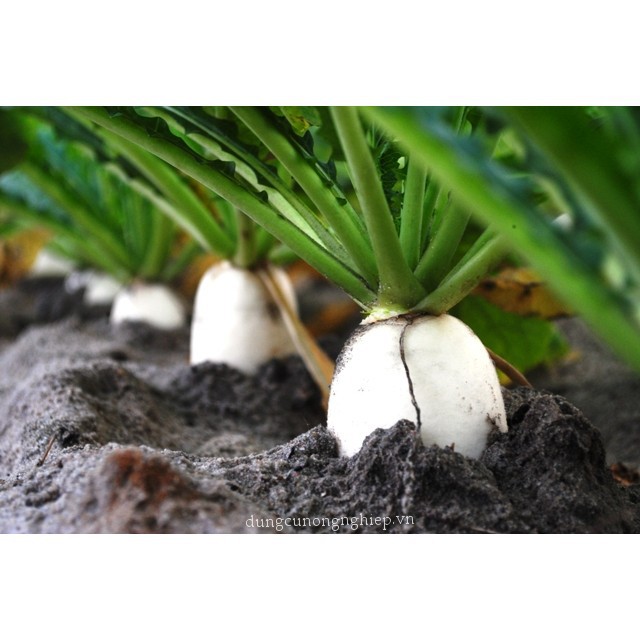 Hạt giống củ cải trắng dễ lên, dễ trồng và ăn ngon 50gr