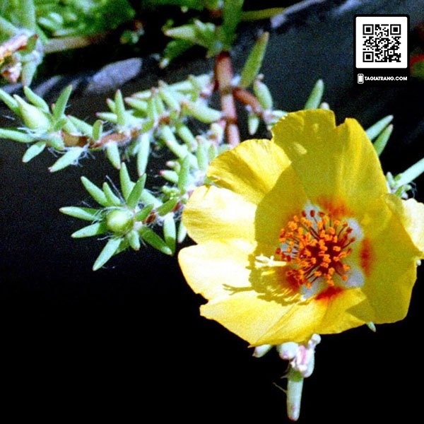 Hạt giống hoa mười giờ đơn mix