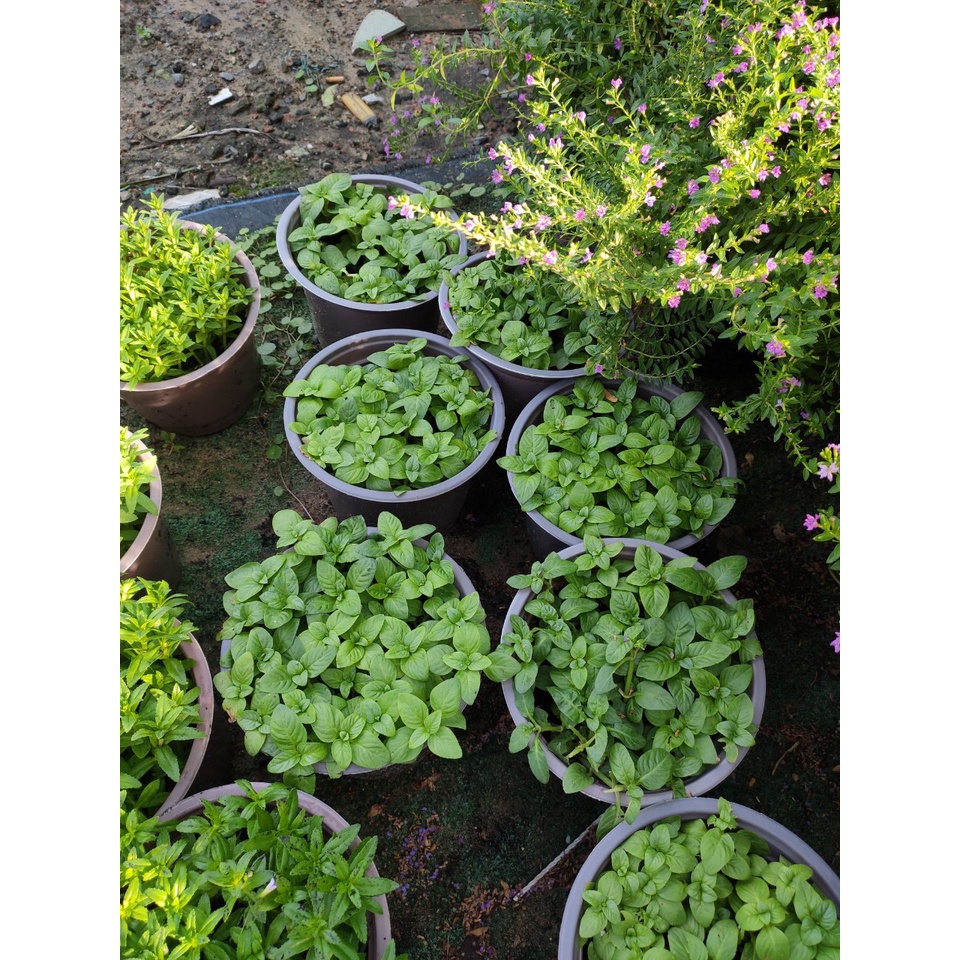 Chậu cây rau quế vị / cây xá xị danh pháp khoa học: Limnophila rugosa - Quế đất hay còn gọi hồi nước, rau quế vị, rau xá