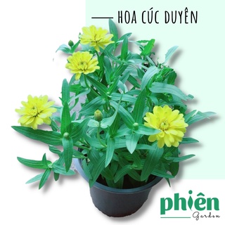 Cây Hoa Duyên Cúc đủ màu, Cúc Ngũ Sắc trồng dự án