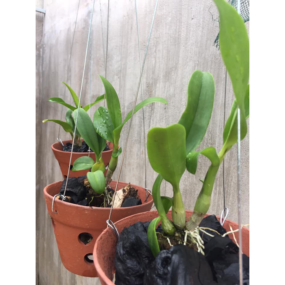 TẠO MẦM HOA Micro Green NPK 16-31-16
