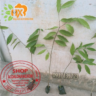 combo 5 cây trầm hương ( cây giống )