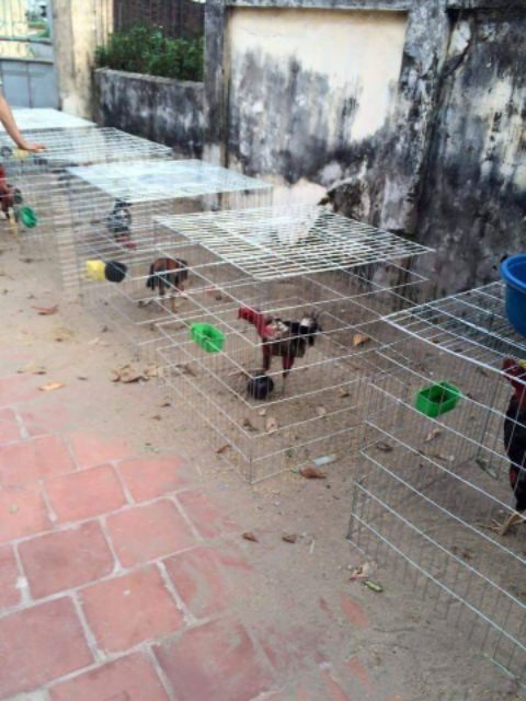 Combo 2 lồng úp gà 80x80