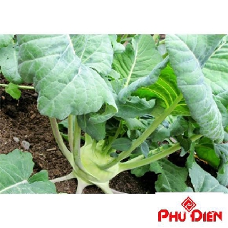 hạt giống xu hào xanh 200 hạt (su hào)  PHÚ ĐIỀN