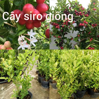 Cây siro giống, CÂY SIRO NHỎ, CÂY KHOẺ