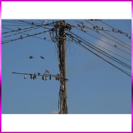 Combo 4 Hũ Keo Bẫy Chim Sẻ_ Siêu Dính