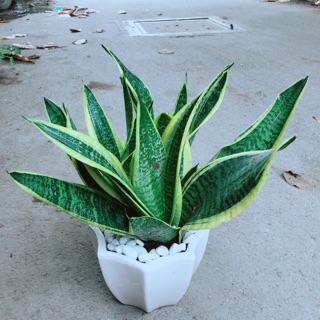 Chậu Lưỡi Hổ Size Lớn