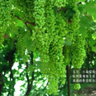 NHO KHÔ TÂN CƯƠNG