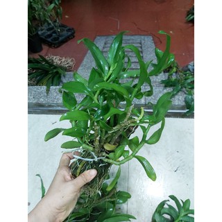 Trầm trắng bảng nhiều thân