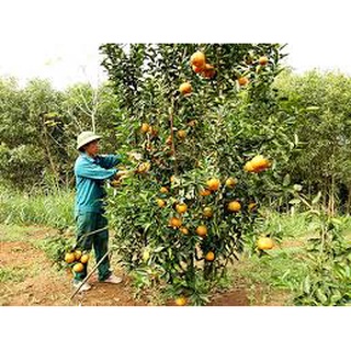 Cây giống Cam sành Hàm Yên