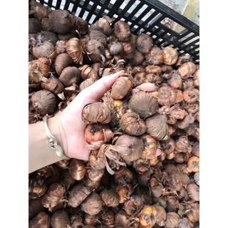 Củ Hoa Lay Ơn Chất Lượng Cao Đủ Màu