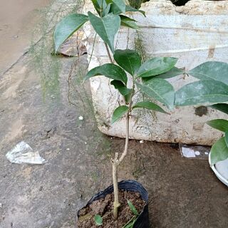 Cây Lan tỏi (Hồng Anh) ảnh thật ở cuối
