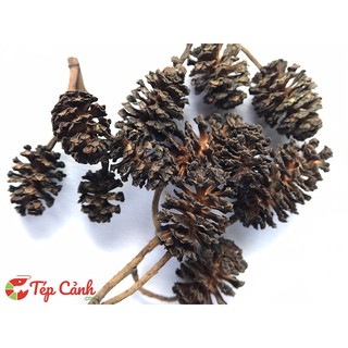 Trái thông khô Alder Cones giúp tép giảm stress