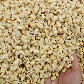 [FREESHIP 99K TOÀN QUỐC] Bột mầm đậu  nành nguyên  chất