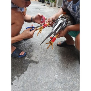 2 đôi Bịt cựa cao su cho gà