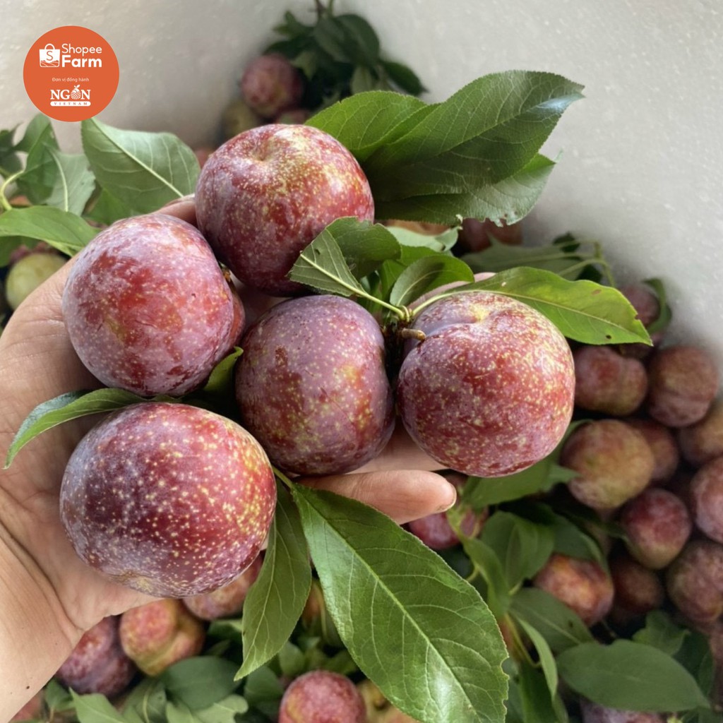 [HN] 1KG VIP 1 MẬN HẬU SƠN LA GIÒN TƯƠI CHÍN MỌNG | BigBuy360 - bigbuy360.vn