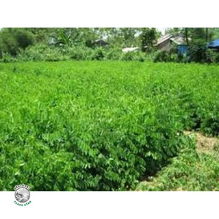 Giống rau bồ ngót - gói 1 gram