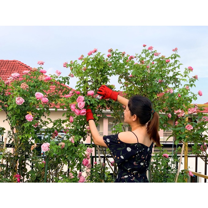 GE Gừng Tỏi Ớt Hành 1000ml - Phân bón hữu cơ - Kích rễ nảy mầm - Xua Đuổi côn trùng như nhện, rệp, bọ trĩ...