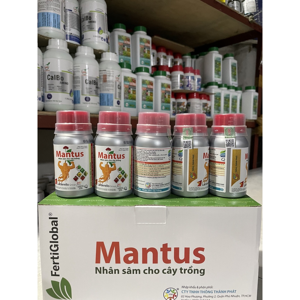 Mantus - Nhân Sâm Cây Trồng
