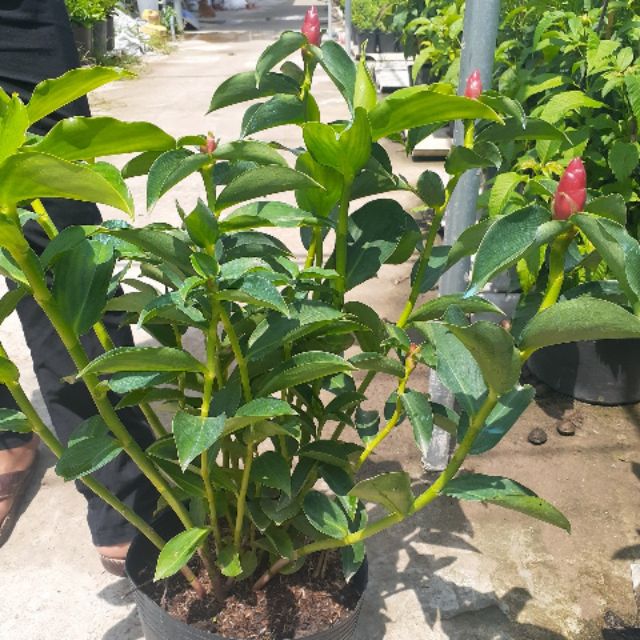 Cây phúc lộc thọ