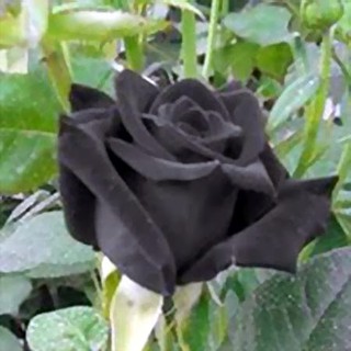 10 Hạt Giống Hoa Hồng Đen - Hạt Chuẩn Nảy Mầm Tốt