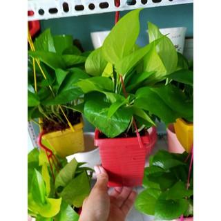 1 chậu Trầu bà Thái mini
