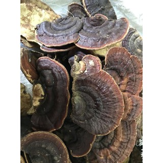 Nấm linh chi rừng khô 1kg (Hàng chọn)