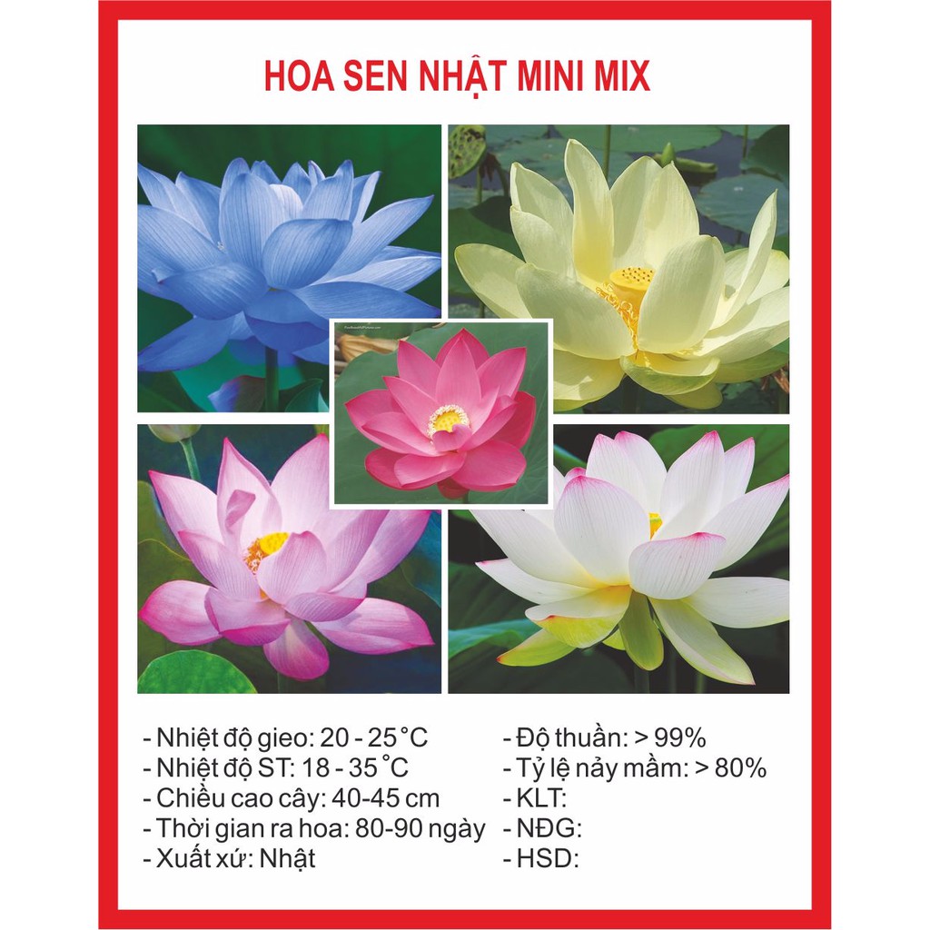 Hạt Giống Hoa Sen Mini Nhật 5 Hạt (5 Màu)