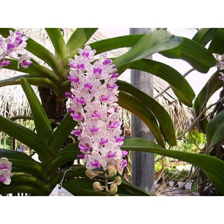 Hoa Lan Ngọc Điểm Rừng