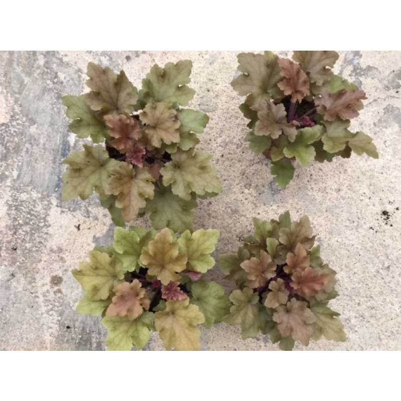 Cây chuông san hô hêu che ra.