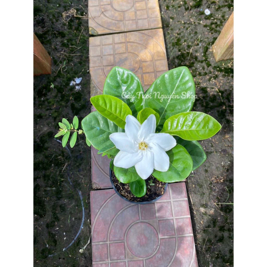 CÂY LÀI THIÊN HƯƠNG GIỐNG MỚI, hoa rất thơm ,, Hoa giống cảnh sân vườn,GIÁ RẺ, nở quanh năm, Cây Tươi Nguyên