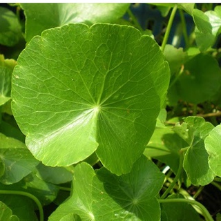 Hạt Giống Rau Má gói 1gram